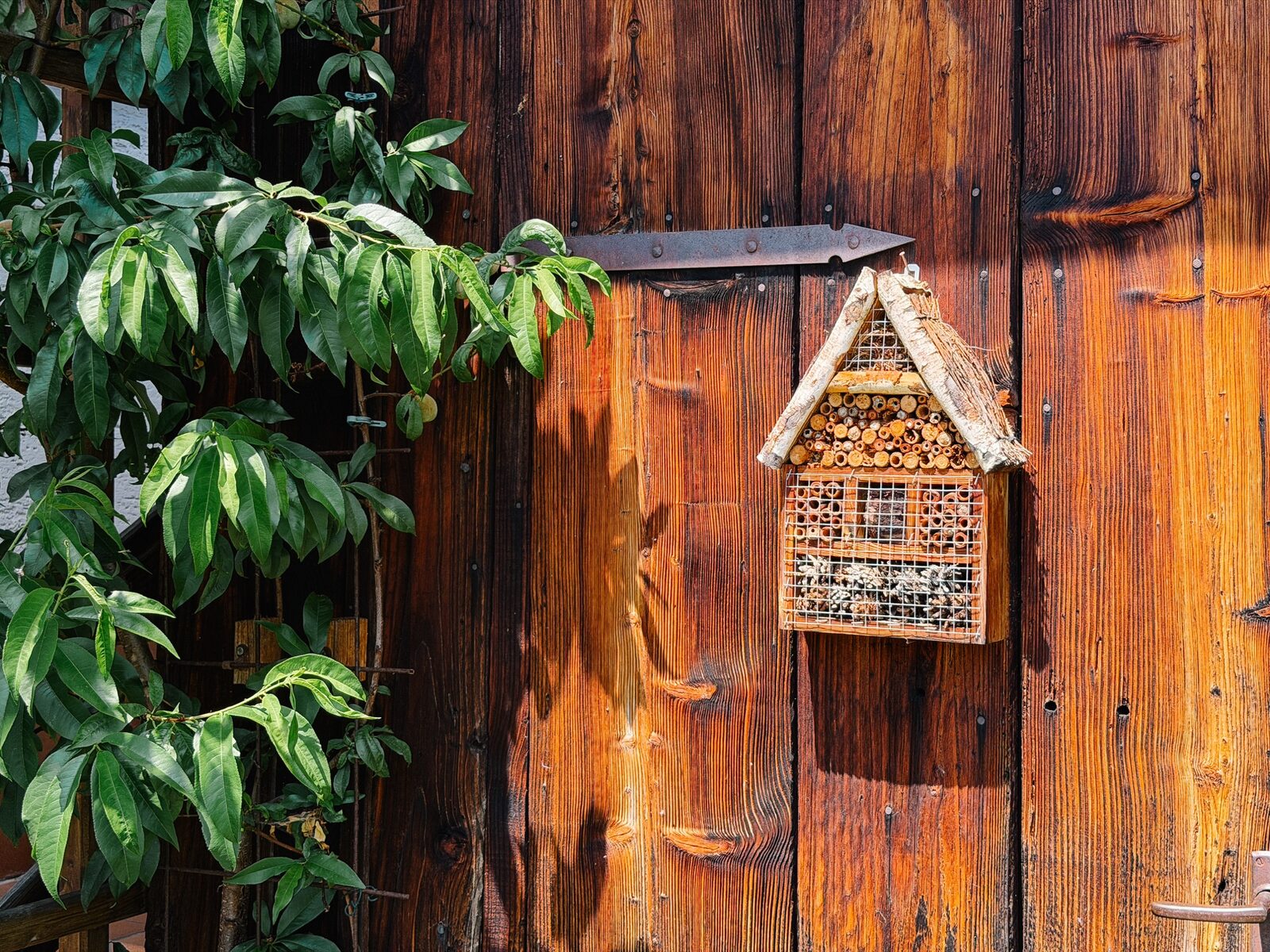 Insektenhotel an einer alten Holzscheune neben grünem Laub